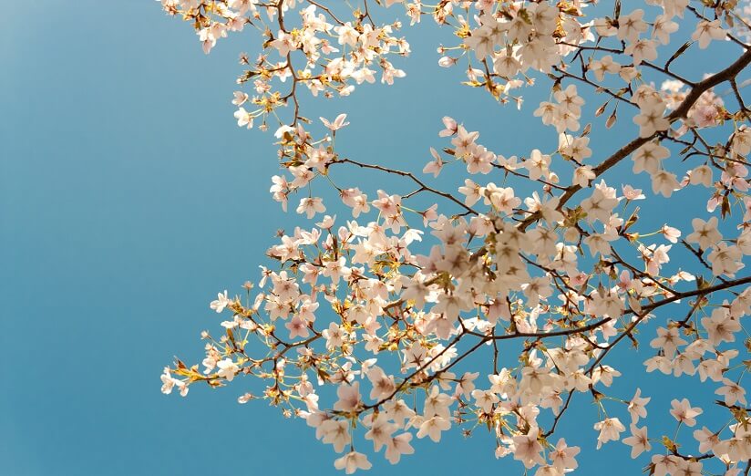 Ternyata Ini Waktu yang Tepat untuk Melihat Mekarnya Bunga Sakura di Jepang!