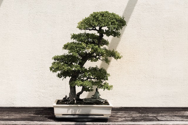 tanaman bonsai di jepang